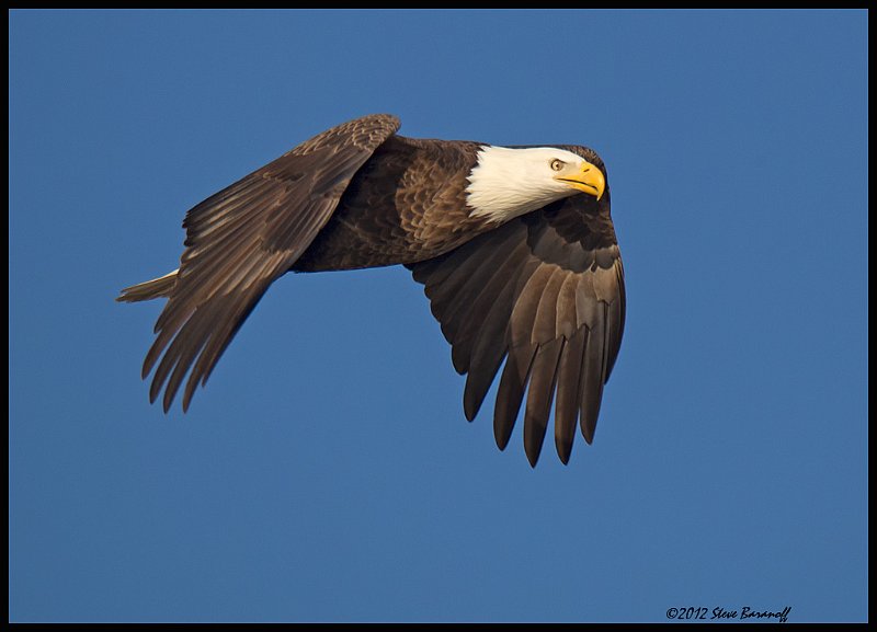_2SB6963 bald eagle.jpg
